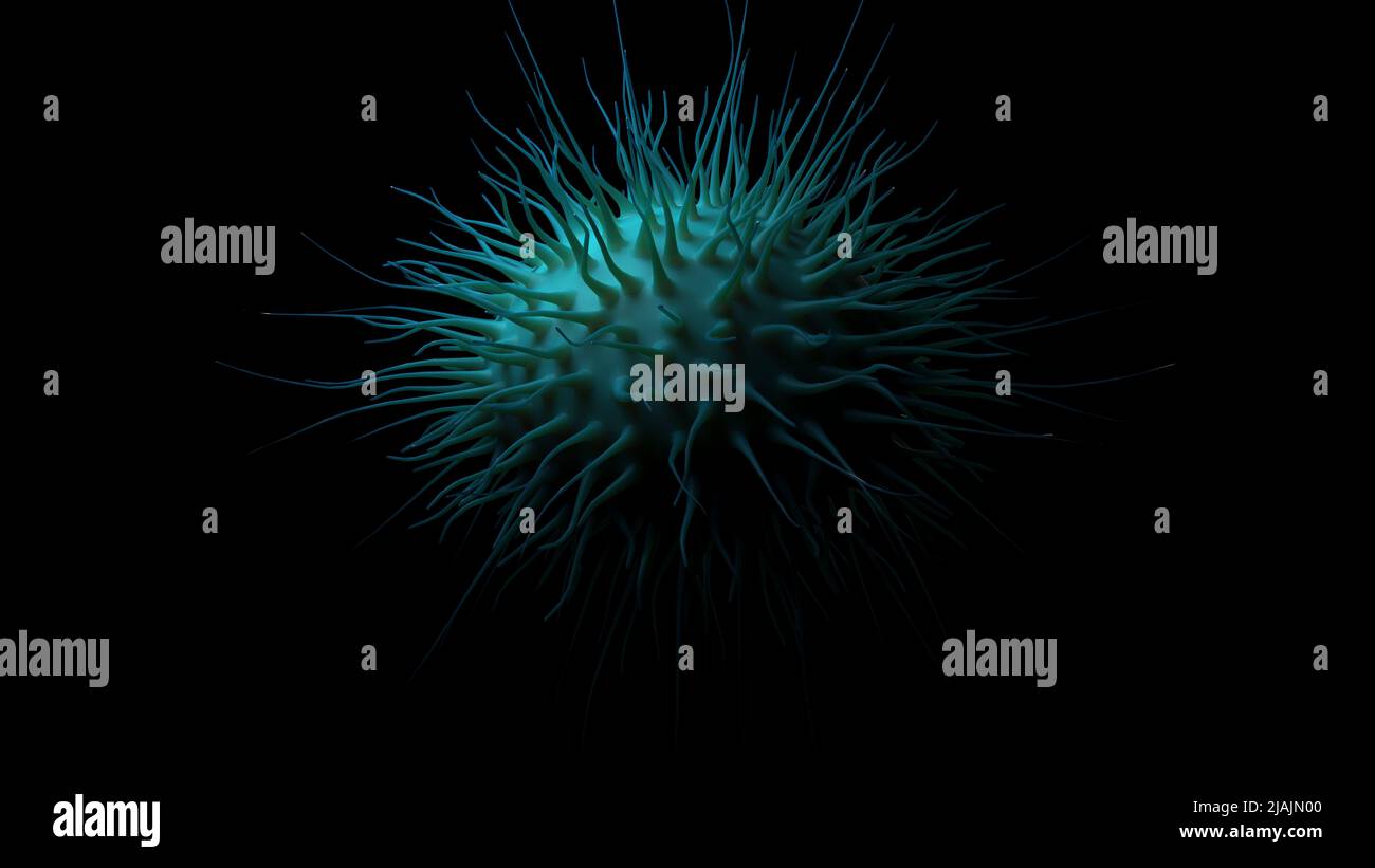 Biomedizinische Darstellung der Neisseria meningitidis, einer bakteriellen Meningitis, auf schwarzem Hintergrund. Stockfoto