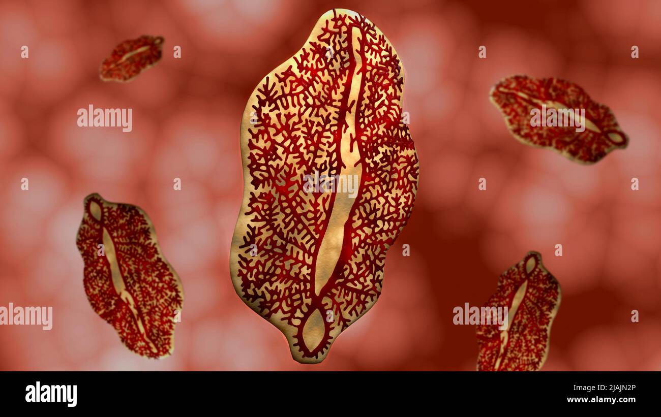 Konzeptionelle biomedizinische Illustration der Fasciolose, einer parasitären Wurminfektion. Stockfoto