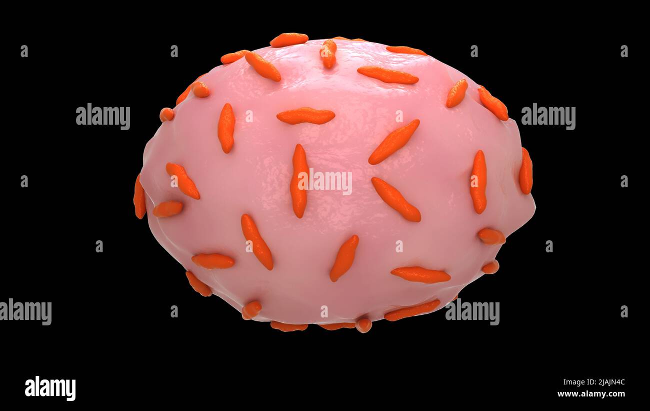 Konzeptionelle biomedizinische Illustration der Bakterien Gardnerella vaginalis. Stockfoto