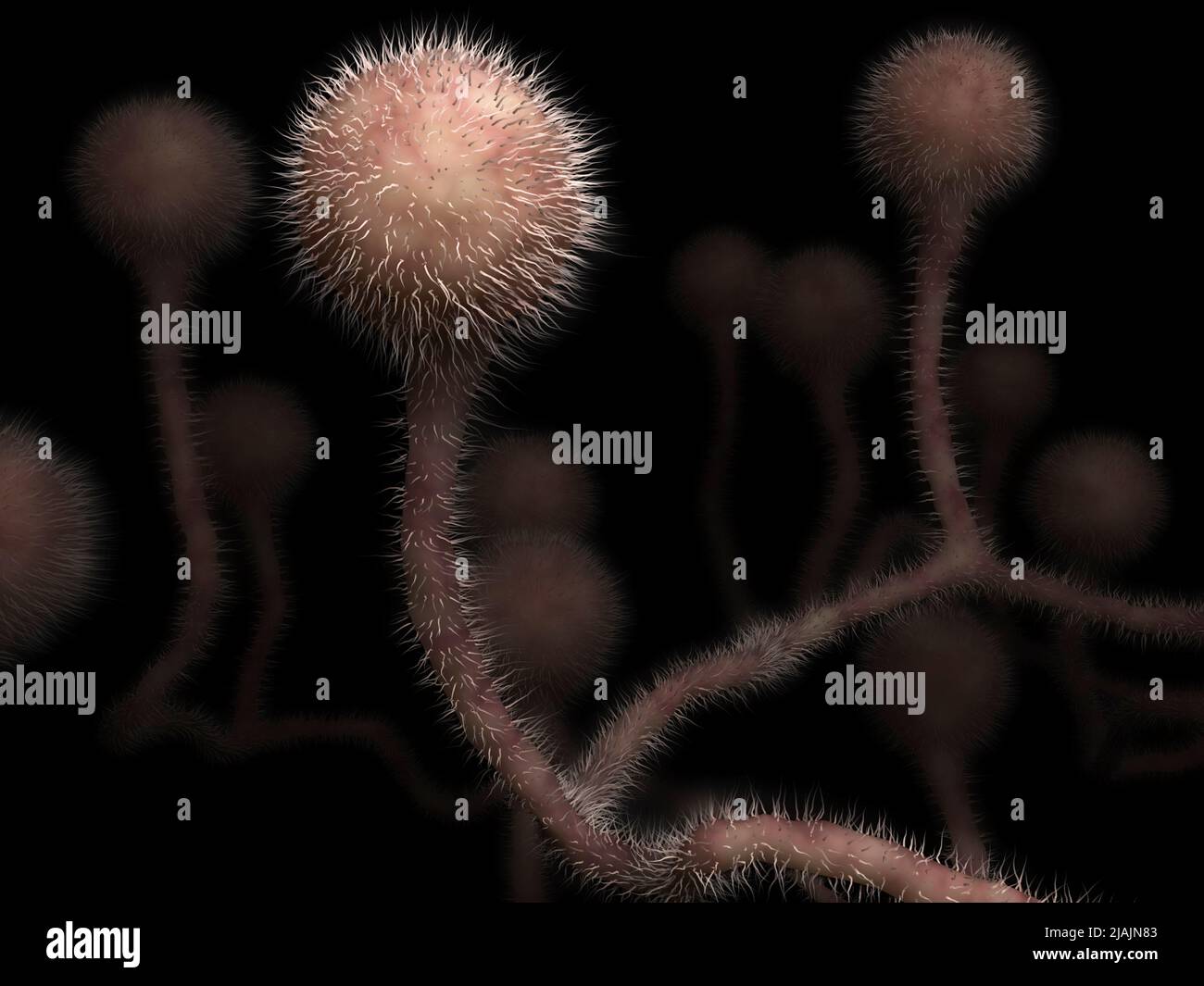 Konzeptionelle biomedizinische Illustration der Pilzinfektion Mucormykose. Stockfoto