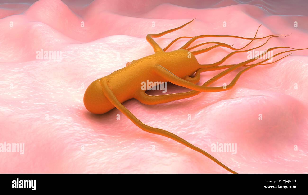 Konzeptionelle biomedizinische Illustration der Bakterien Salmonella Typhi, die Typhus verursacht. Stockfoto