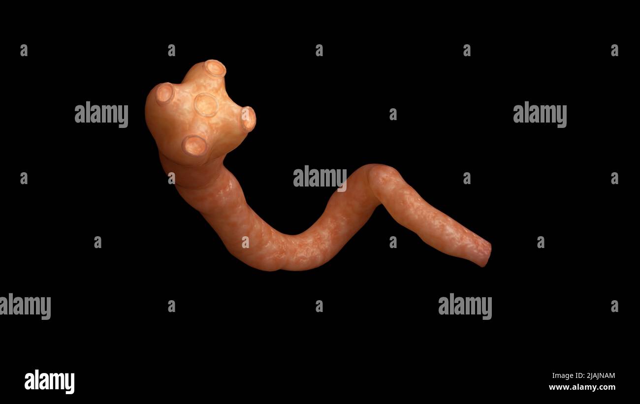 Konzeptionelle biomedizinische Illustration eines Bandwurms auf schwarzem Hintergrund. Stockfoto