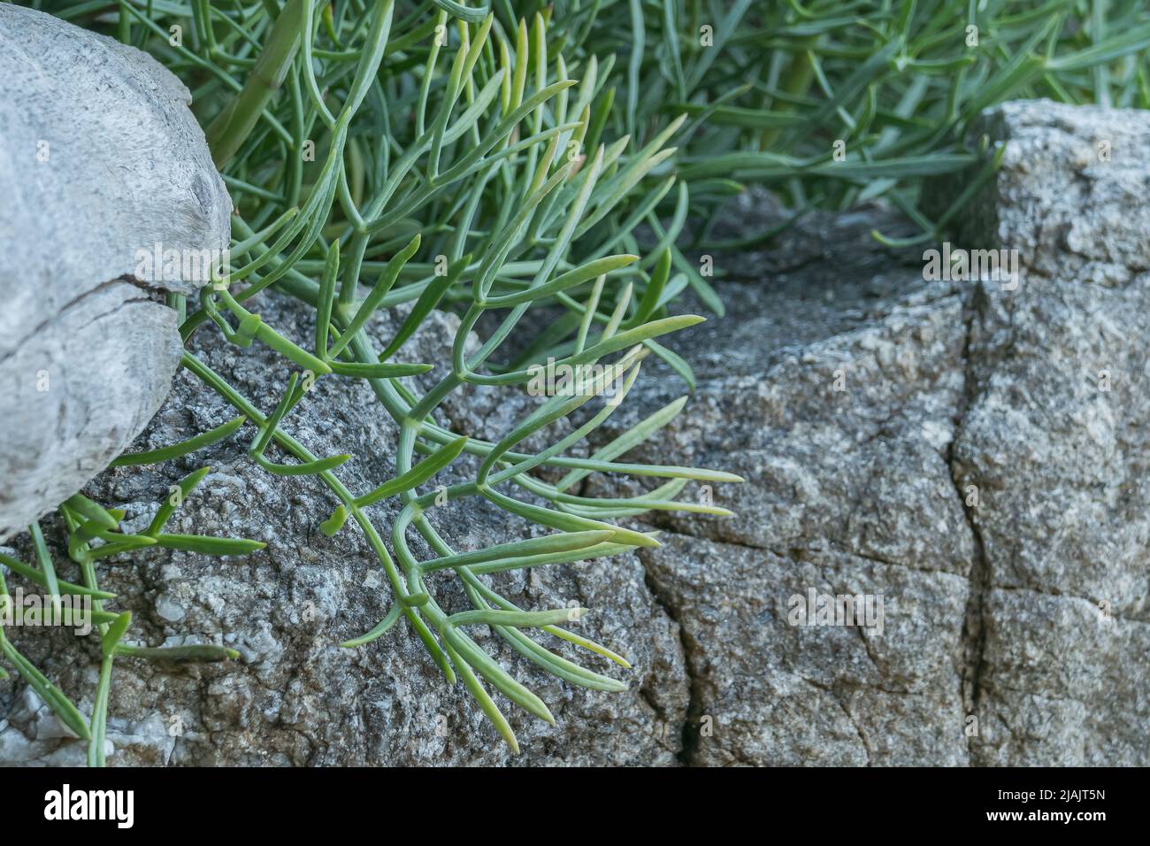 Sea ​​fennel plant lässt einen Blick zwischen Felsen und Holzbalken im Freien Stockfoto