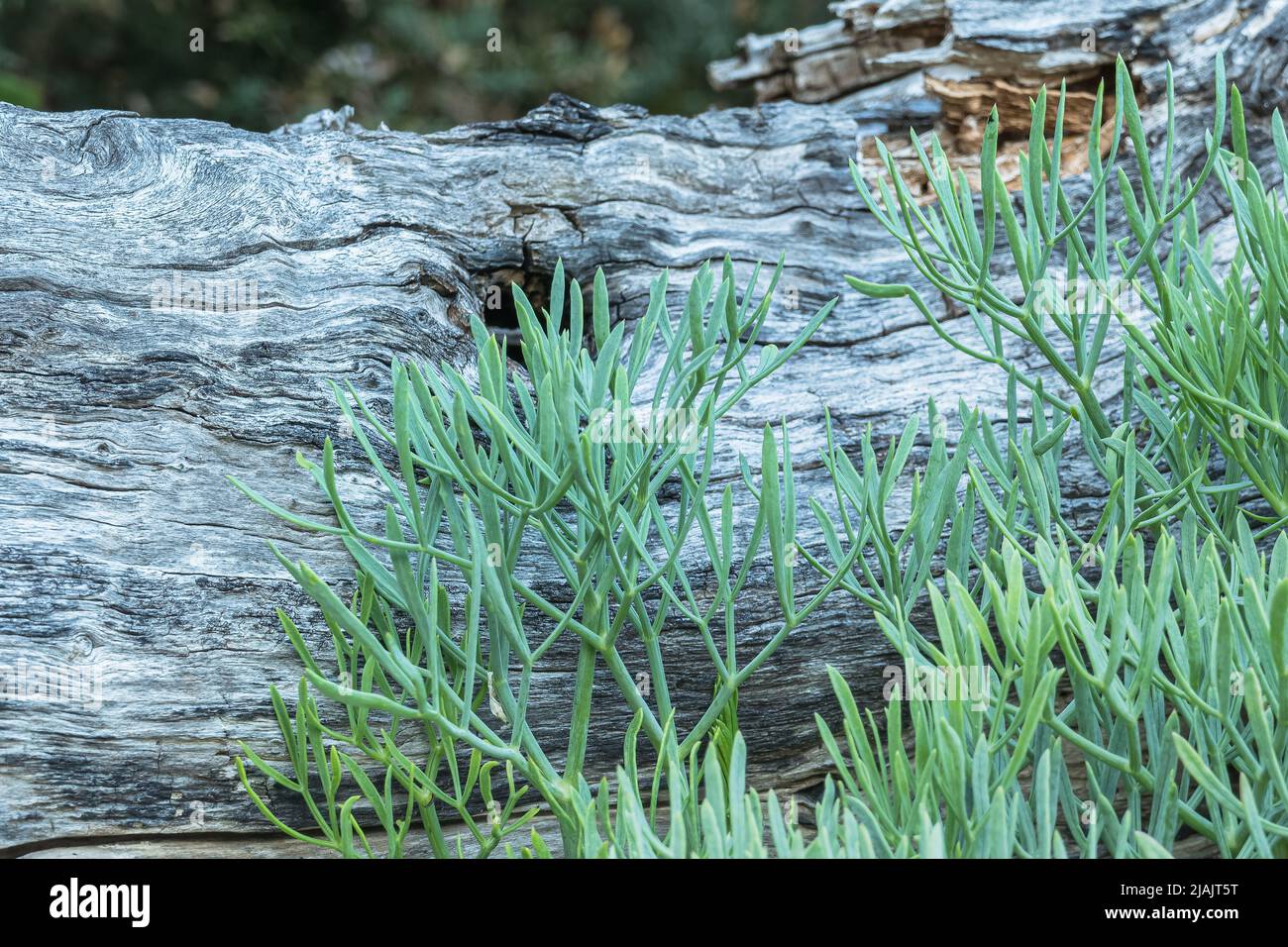 Meer ​​fennel wächst auf Strandfelsen mit Holzbalken im Hintergrund Stockfoto