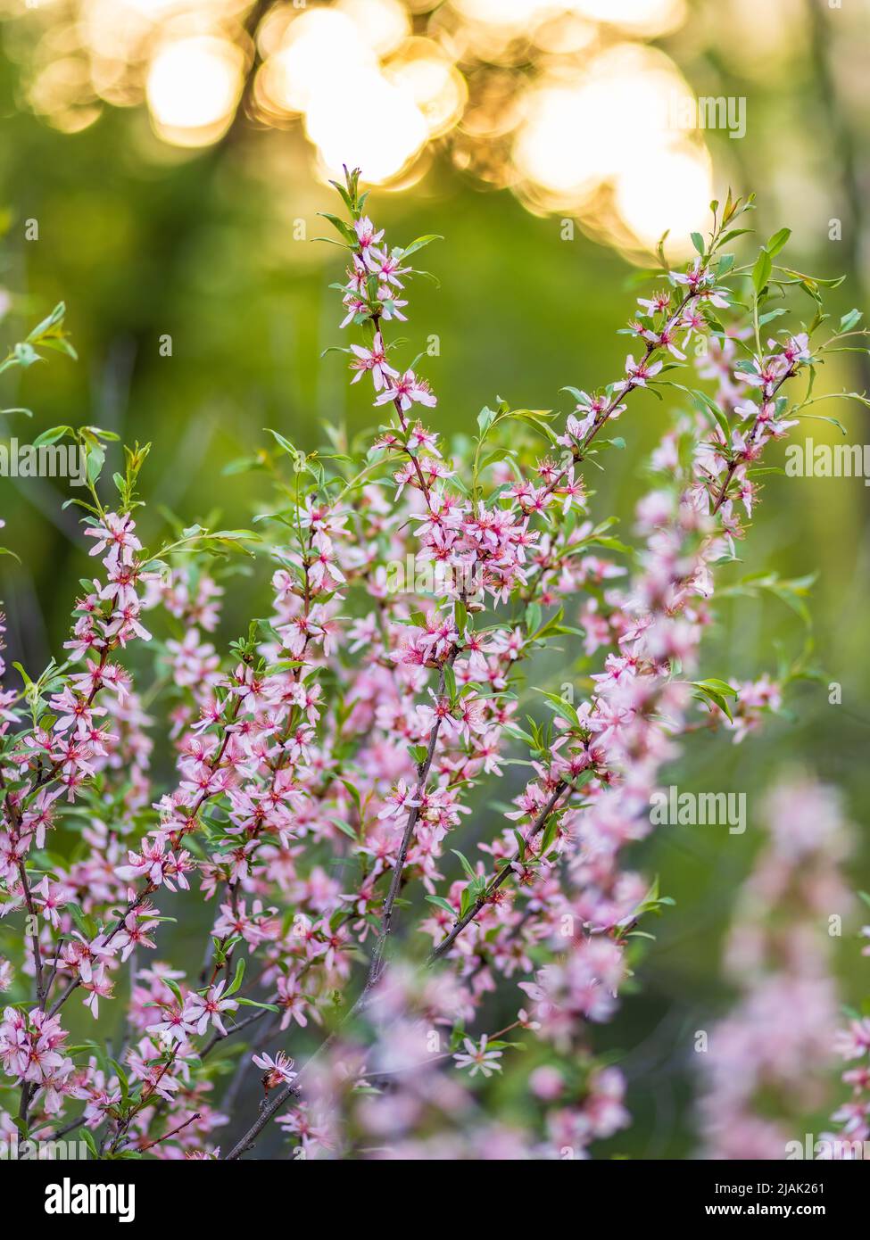 Prunus tenella Fotos und Bildmaterial in hoher Auflösung Alamy