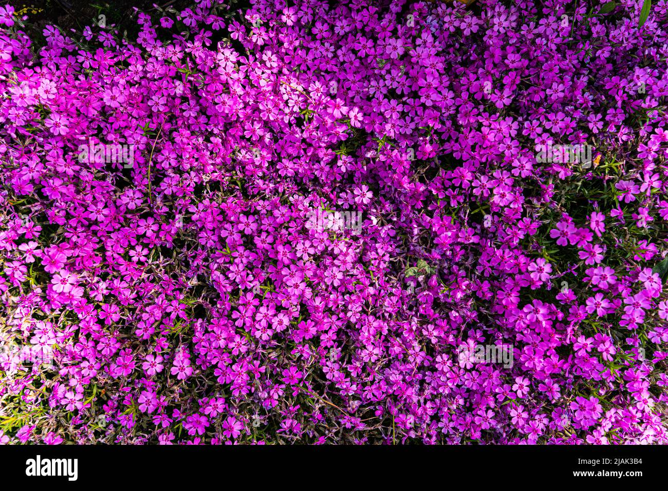 Getuftete Phlox (Phlox douglasii) 'Crackerjack' blüht Anfang Juni in der Pflanzenküche. Hochwertige Fotos Stockfoto