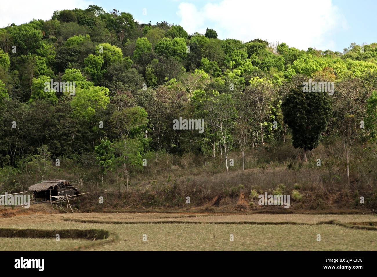 Eine Hütte zwischen landwirtschaftlicher Terrasse und Wald am Stadtrand von Waikabubak, West Sumba, Ost-Nusa Tenggara, Indonesien. Stockfoto