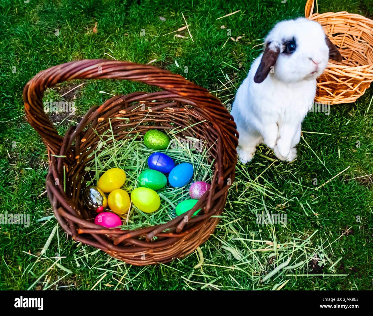 Der Osterhase mit einem Korb mit Eiern Stockfoto