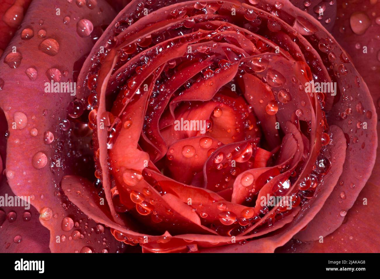 Nahaufnahme einer leidenschaftlichen roten Rosenblüte, die mit Regentropfen bedeckt ist Stockfoto