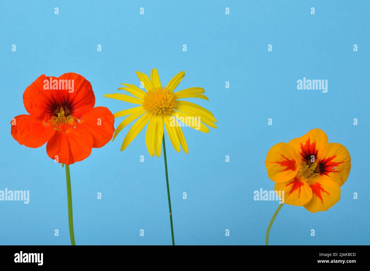 savannah Gänseblümchen und Nasturtien auf blauem Hintergrund Stockfoto