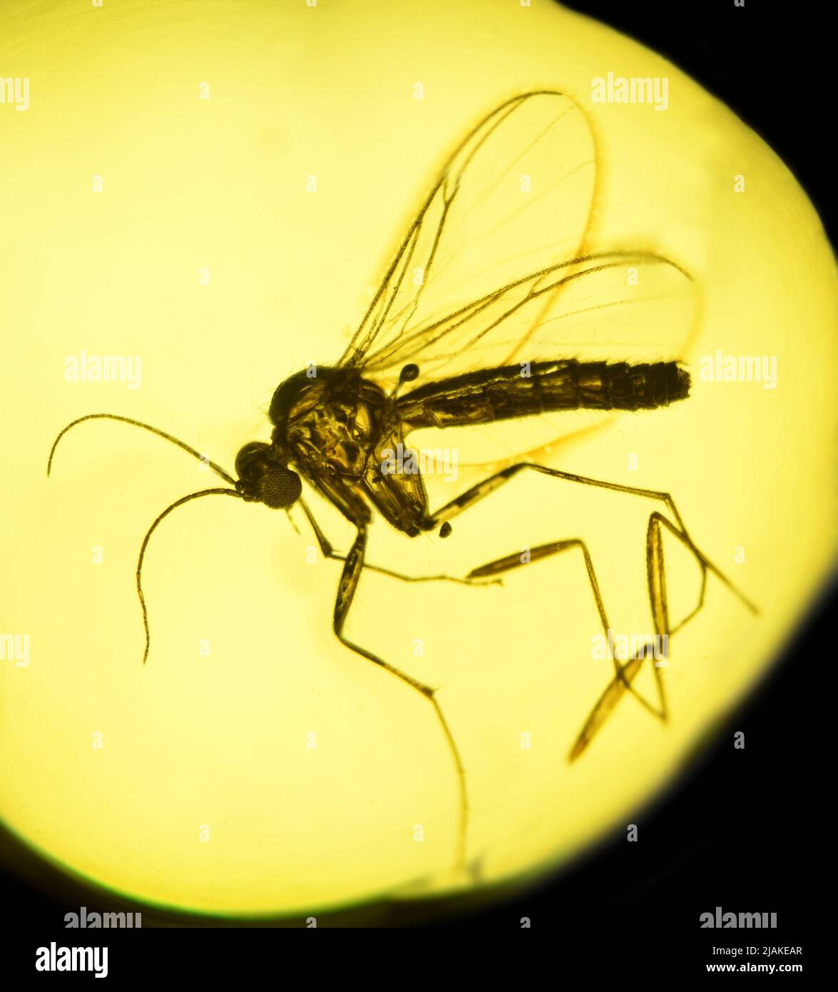 Prähistorische Fliege in Bernstein c5mm quer konserviert Stockfoto