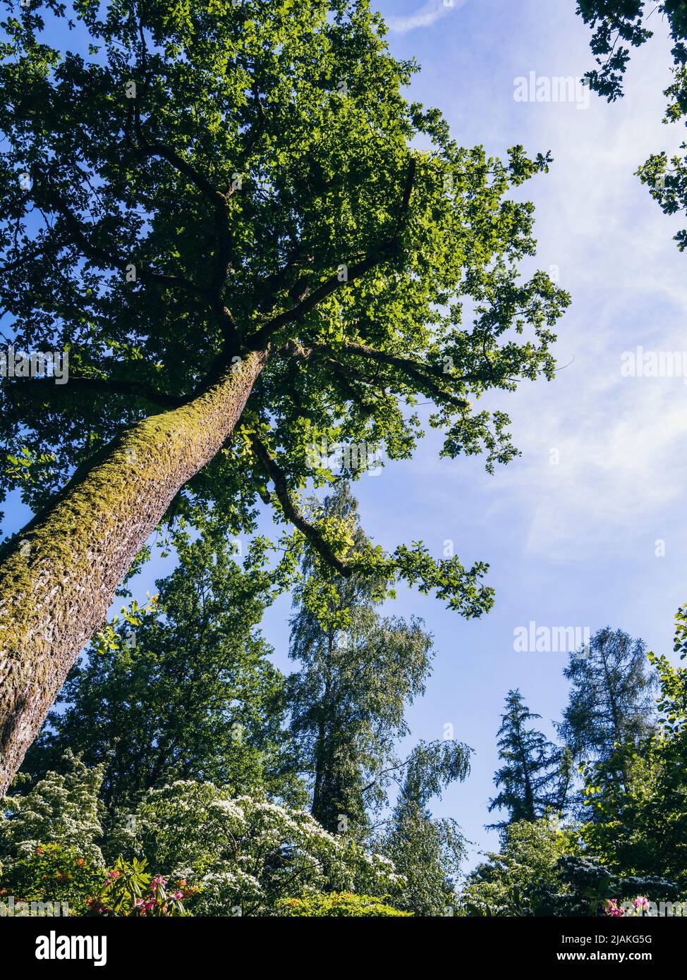 Blick auf einen großen Baum, der aus einem wunderschönen Park in einem Winkel zu einem blauen Himmel aufsteigt. Stockfoto