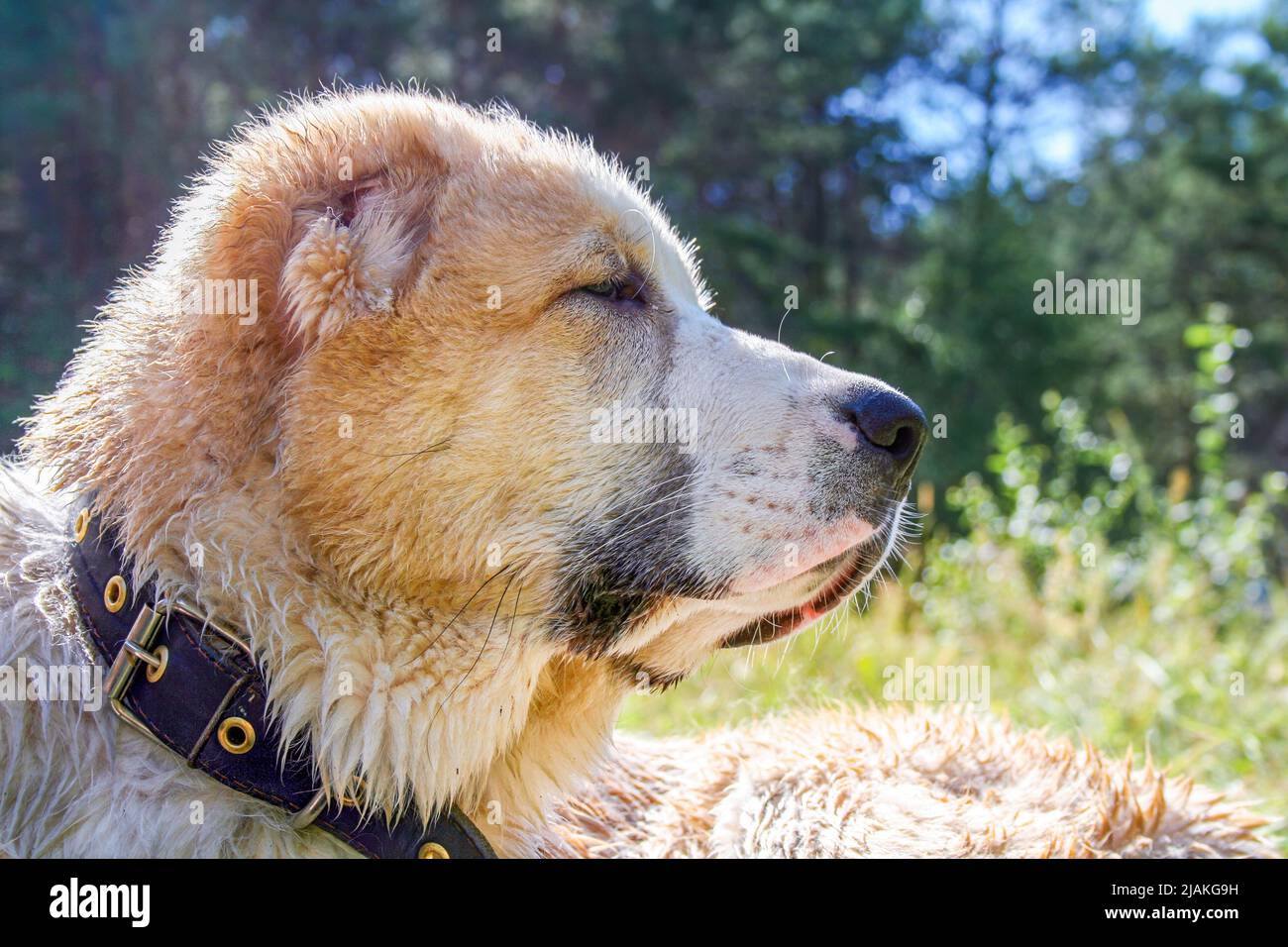 Central Asian Shepherd Dog, Alabay oder Alabai ist ein Tierschutzhund Rasse. Nahaufnahme. Hochformat Stockfoto
