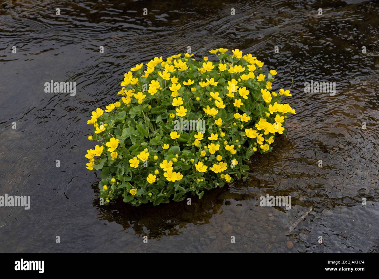 Marsh Marigold in der Nähe des Seljalandsfoss Wasserfalls in Island Stockfoto