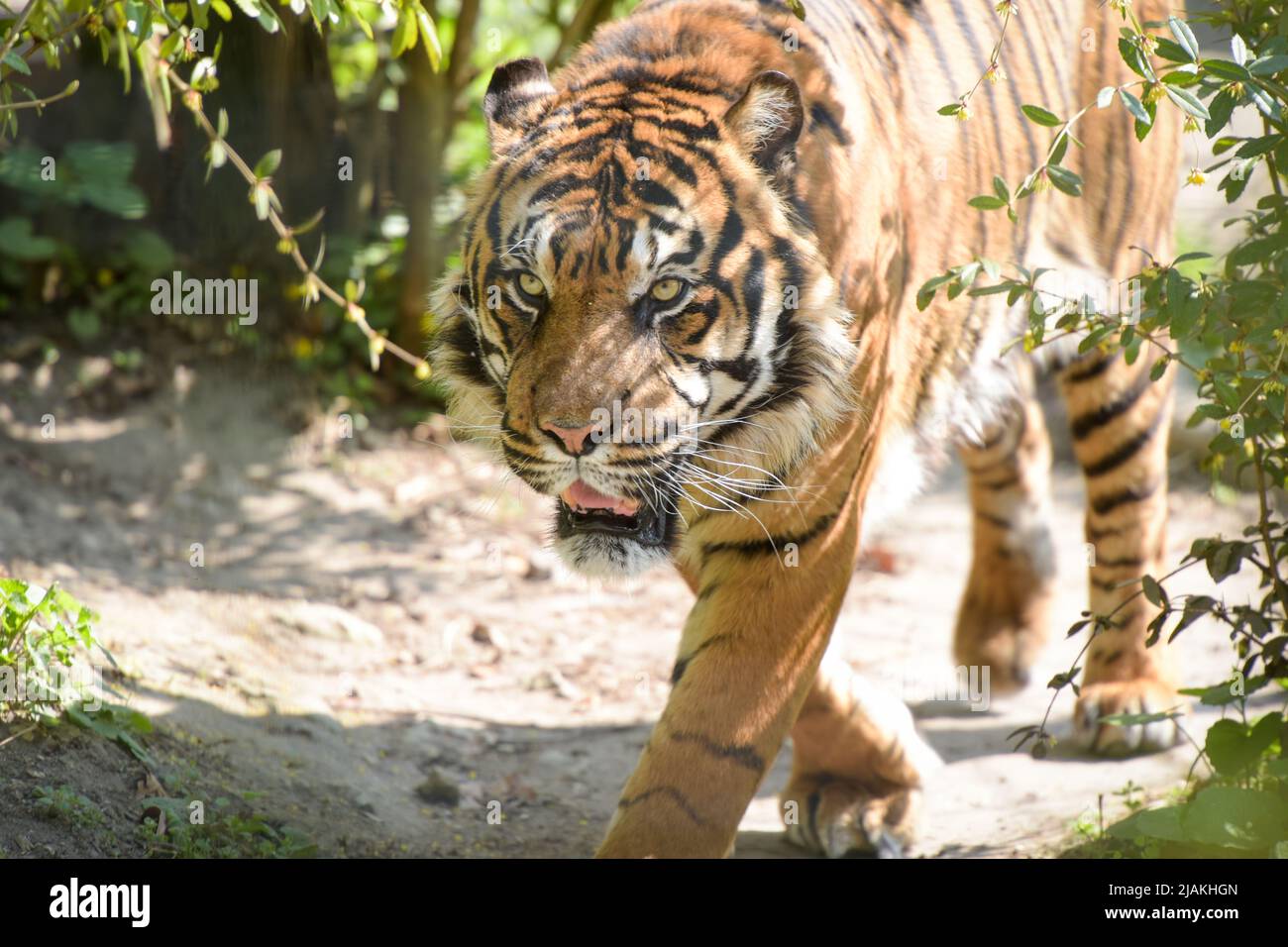 Blick auf einen schönen Tiger in einer Waldumgebung in einem Park Stockfoto