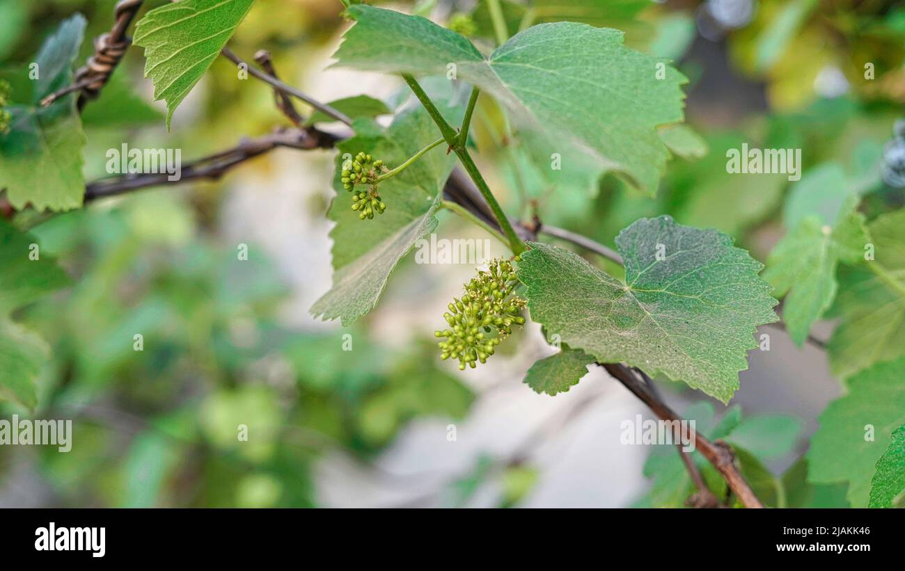 Frische grüne blühende Traubenknospen, Makro. Junger Blütenstand der Trauben auf der Weinrebe aus nächster Nähe. Weinrebe mit grünen Blättern und Knospen, die auf einer Traube blühen Stockfoto