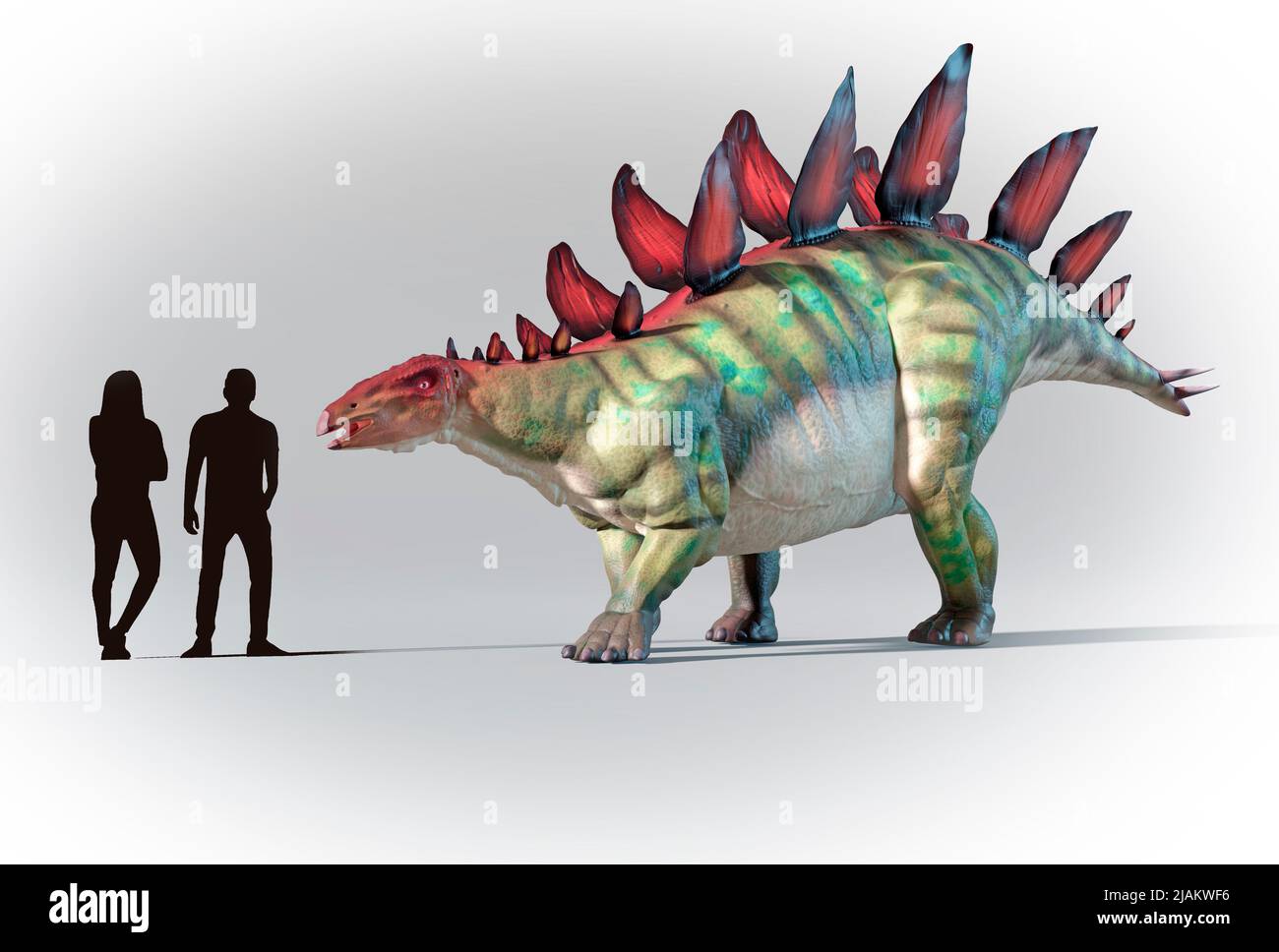 Menschen verglichen im Maßstab mit Stegosaurus Stockfoto