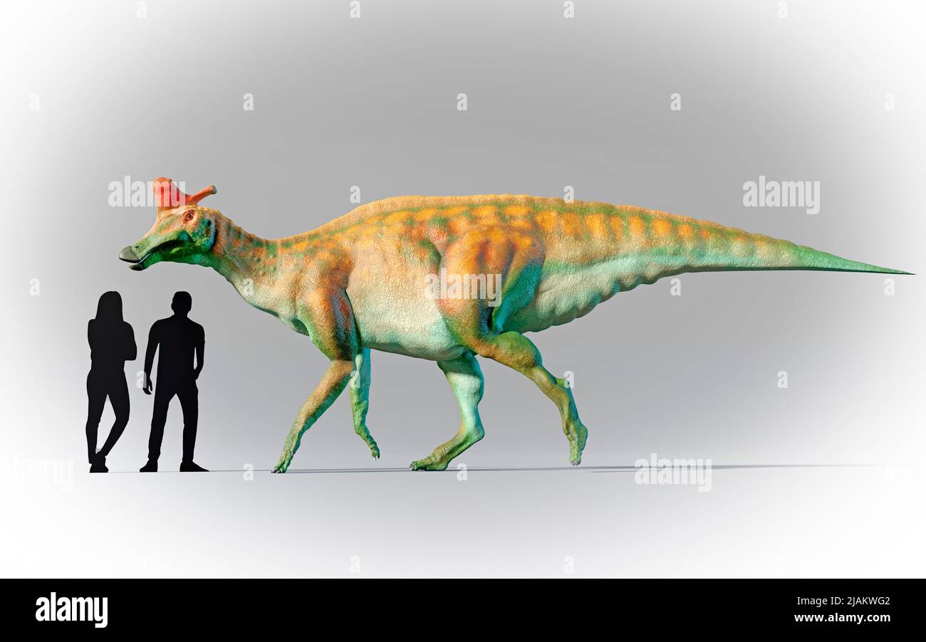 Menschen verglichen im Maßstab mit Lambeosaurus. Stockfoto
