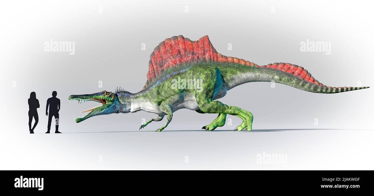 Menschen verglichen im Maßstab mit Spinosaurus Stockfoto