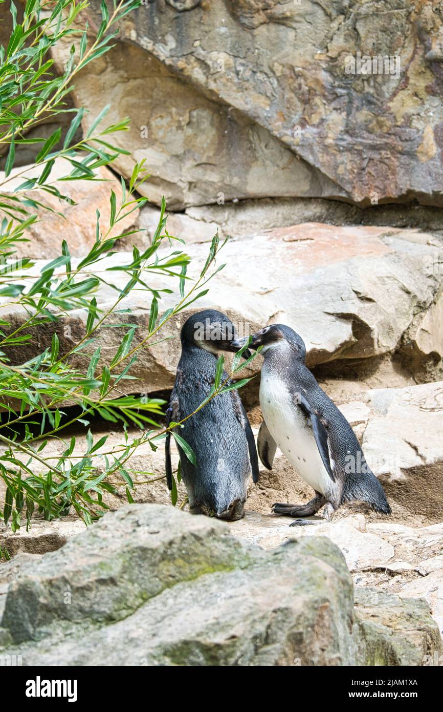 Küssen Pinguin. Schwarz-weiße Vögel als Paar an Land. Tier-Foto aus nächster Nähe. Detaillierte Aufnahme Stockfoto