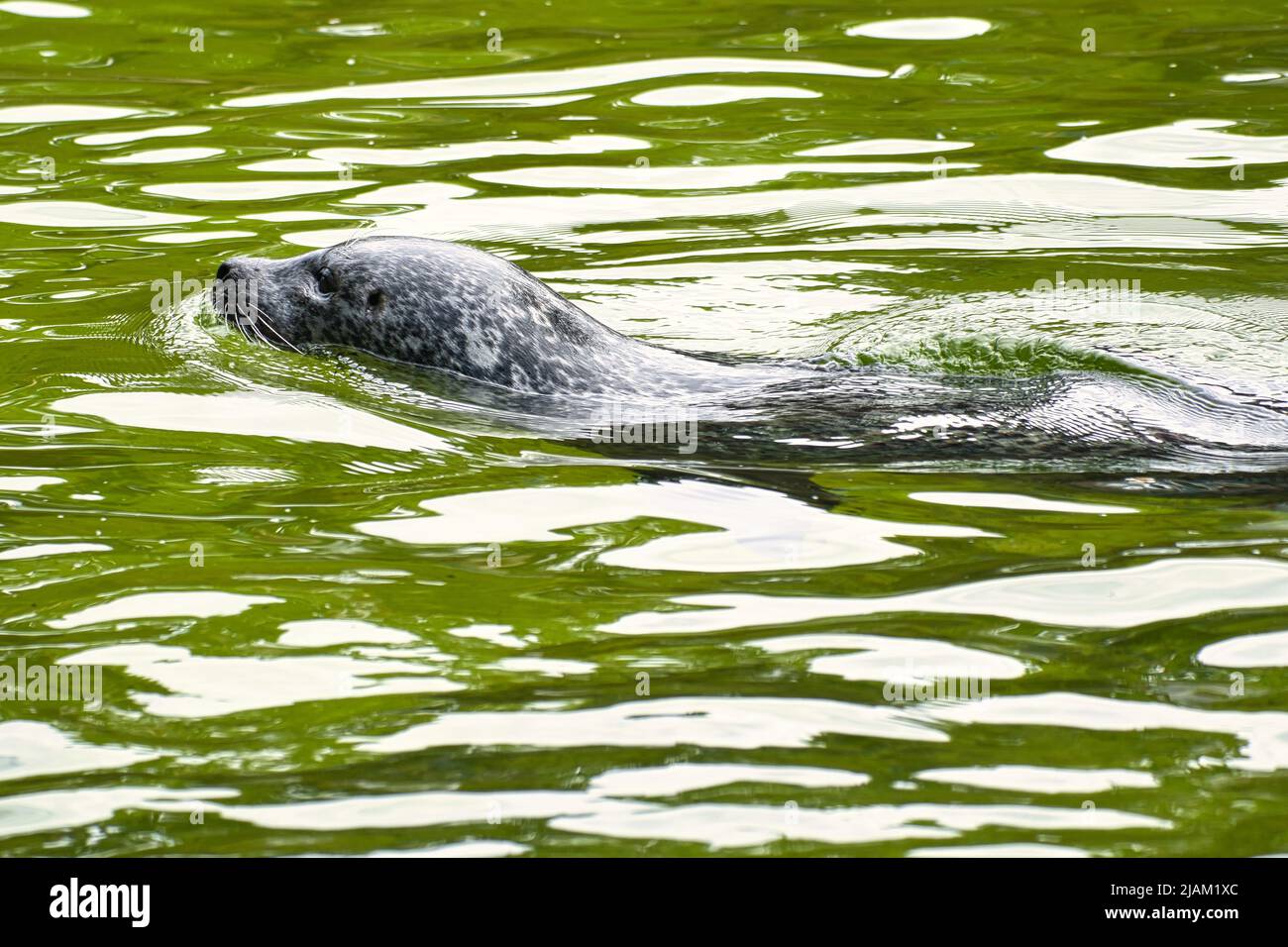 Seehund schwimmend im Wasser. Nahaufnahme des Säugetiers. Gefährdete Arten in Deutschland. Tierfoto Stockfoto