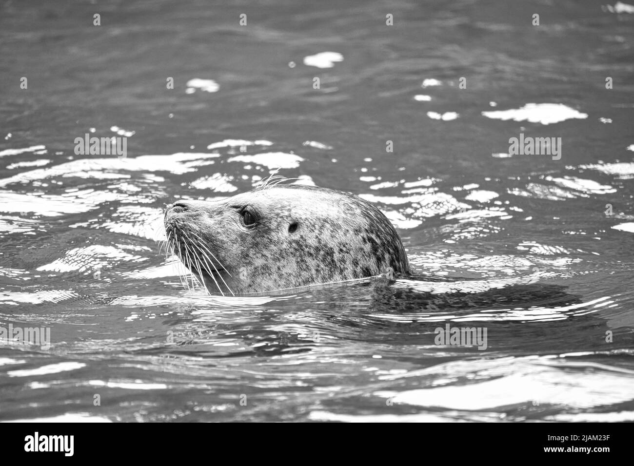 Dichtungskopf in schwarz und weiß, aus dem Wasser schauend. Nahaufnahme des Säugetiers. Gefährdete Arten in Deutschland. Tierfoto Stockfoto