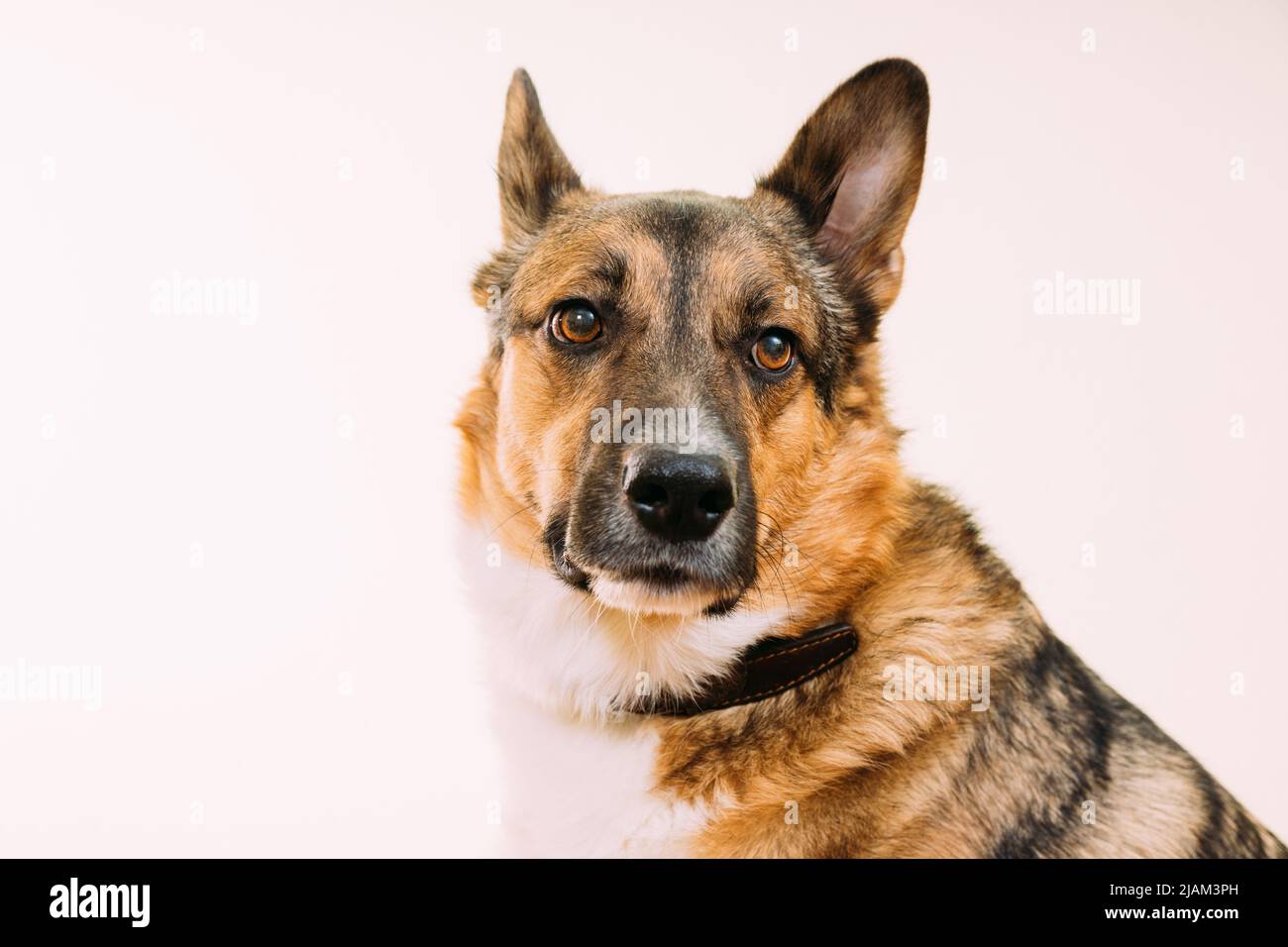 Porträt eines Mischlingshundes mit Ohren, die auf weißem Hintergrund hervorstehen, Kopierraum. Hundehund schaut aufmerksam auf die Kamera Stockfoto