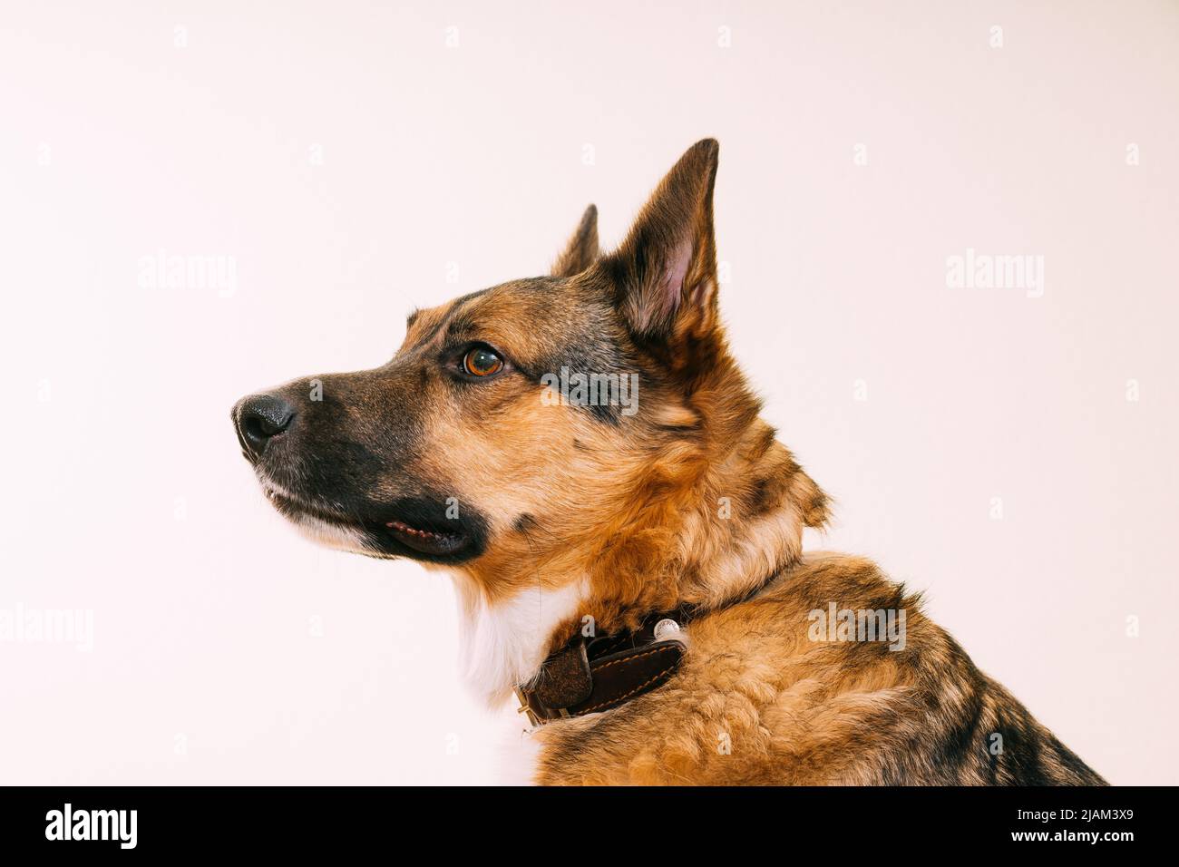 Profilporträt eines Mischlingshundes mit Ohren, die auf weißem Hintergrund hervorstehen. Stockfoto