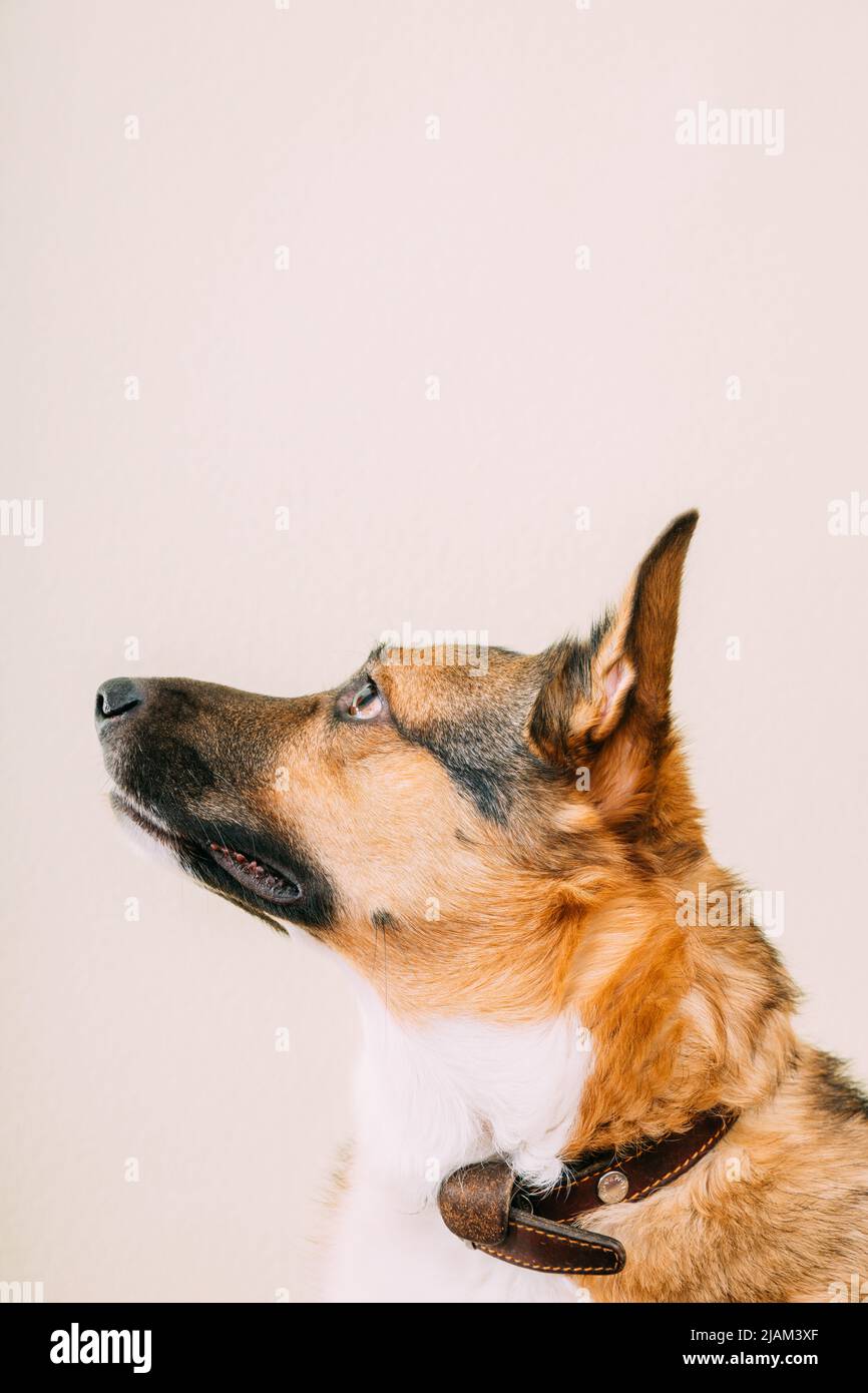 Profilportrait eines Mischlingshundes mit Ohren, die auf weißem Hintergrund hervorstehen, Kopierbereich. Hund schaut den Besitzer genau an Stockfoto