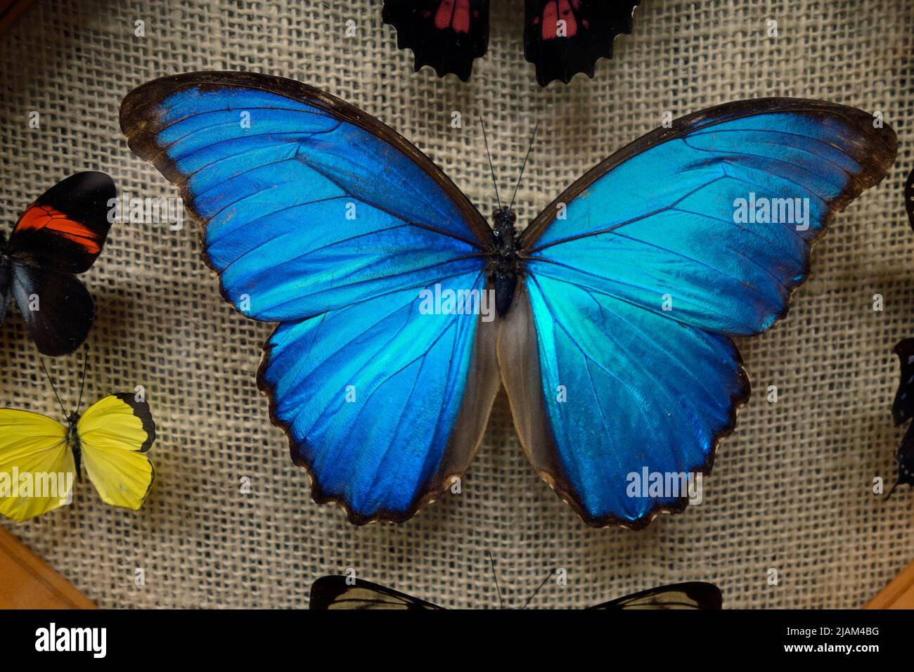 Blaue morpho Butterfly Stockfoto