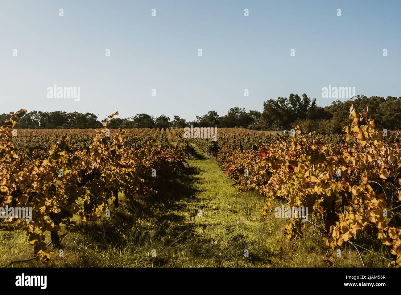 Lokale Weinproduzenten in Swan Valley, Perth. Stockfoto