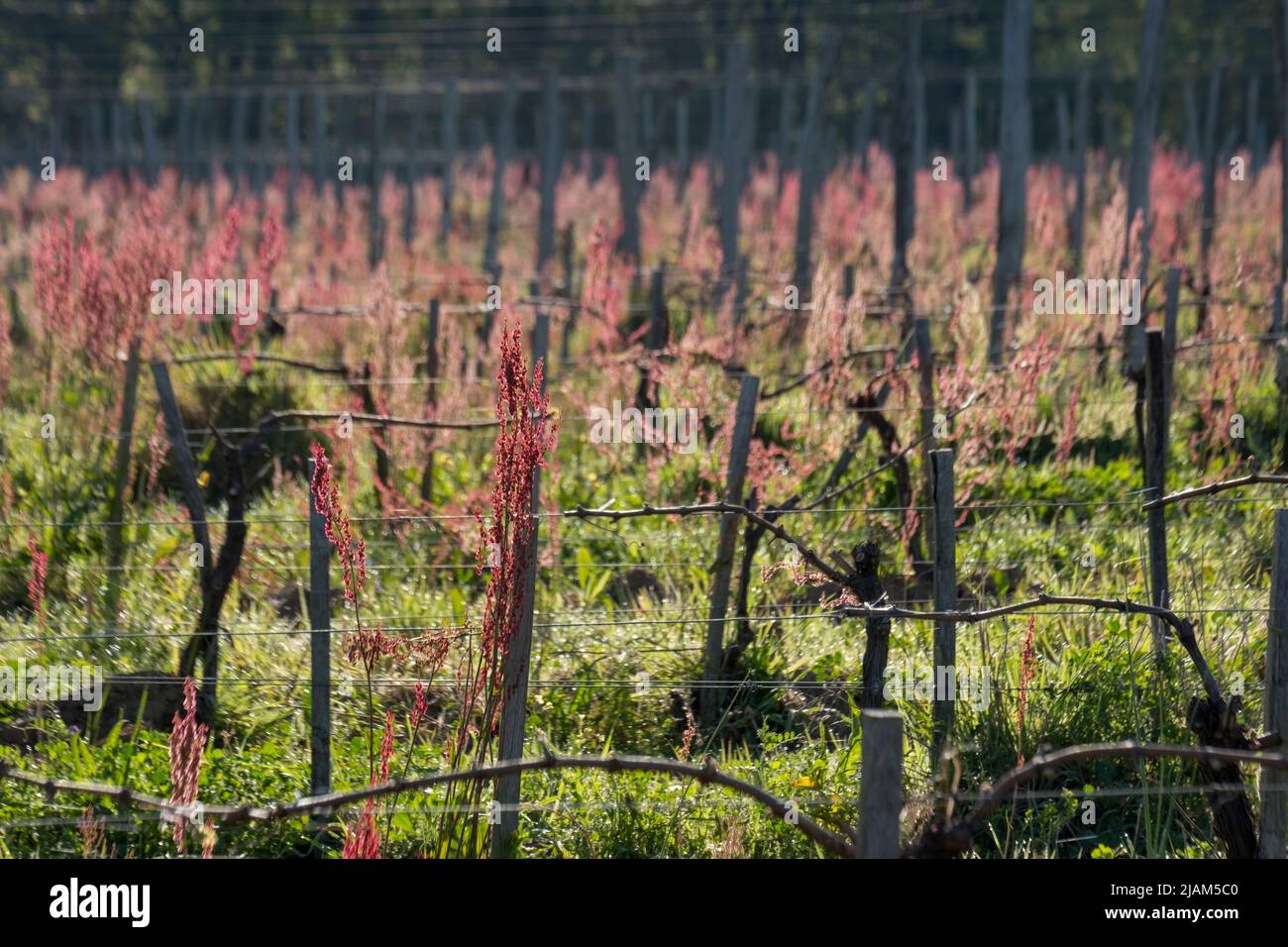 Rumex acetosa, gewöhnlicher Sauerampfer Stockfoto