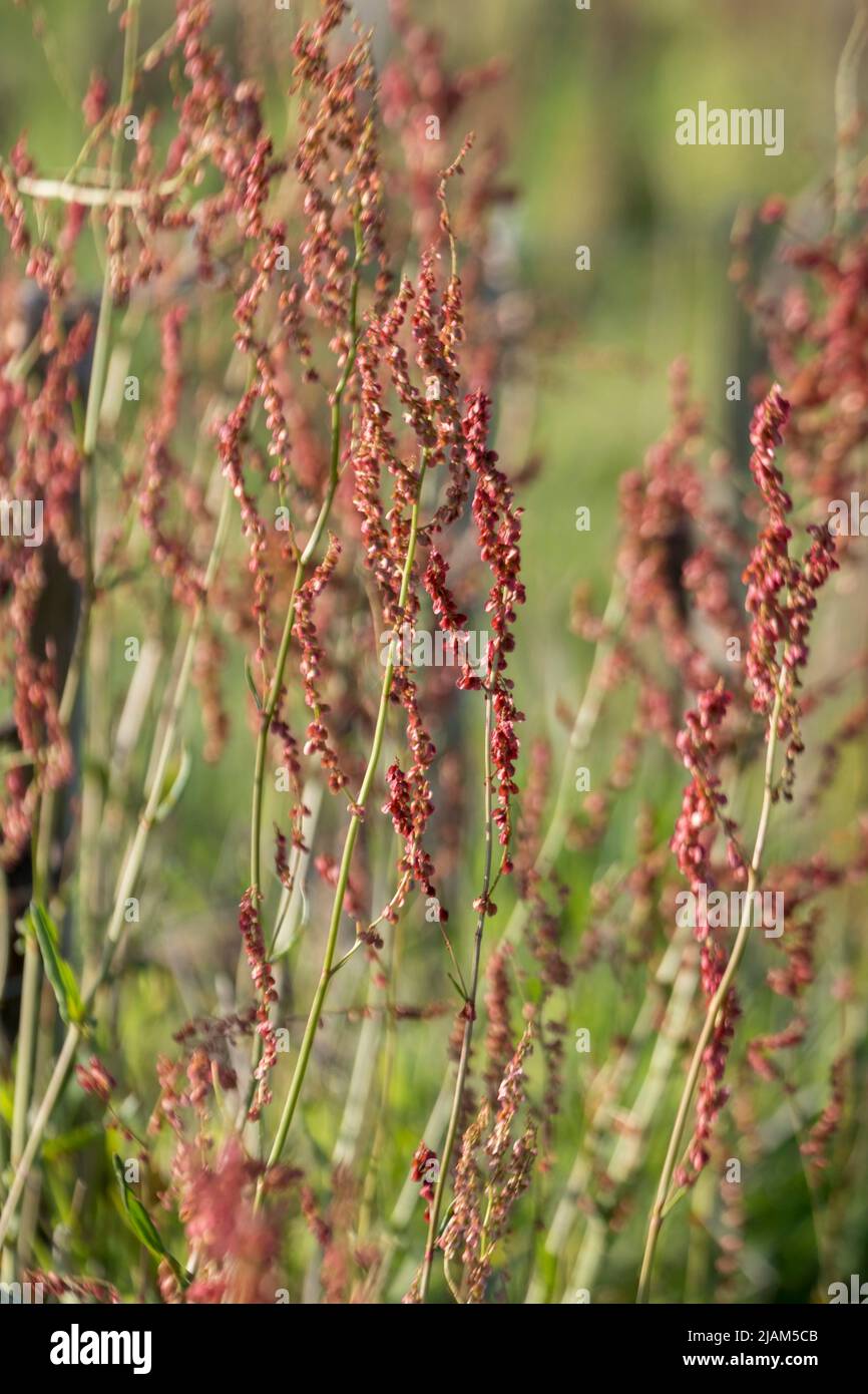 Rumex acetosa, gewöhnlicher Sauerampfer Stockfoto