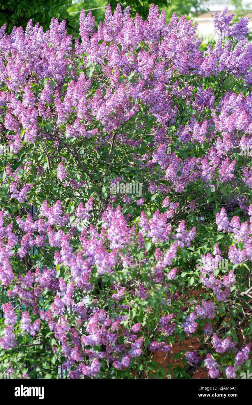 Fliederzweige und Blumen füllen den gesamten Rahmen Stockfoto