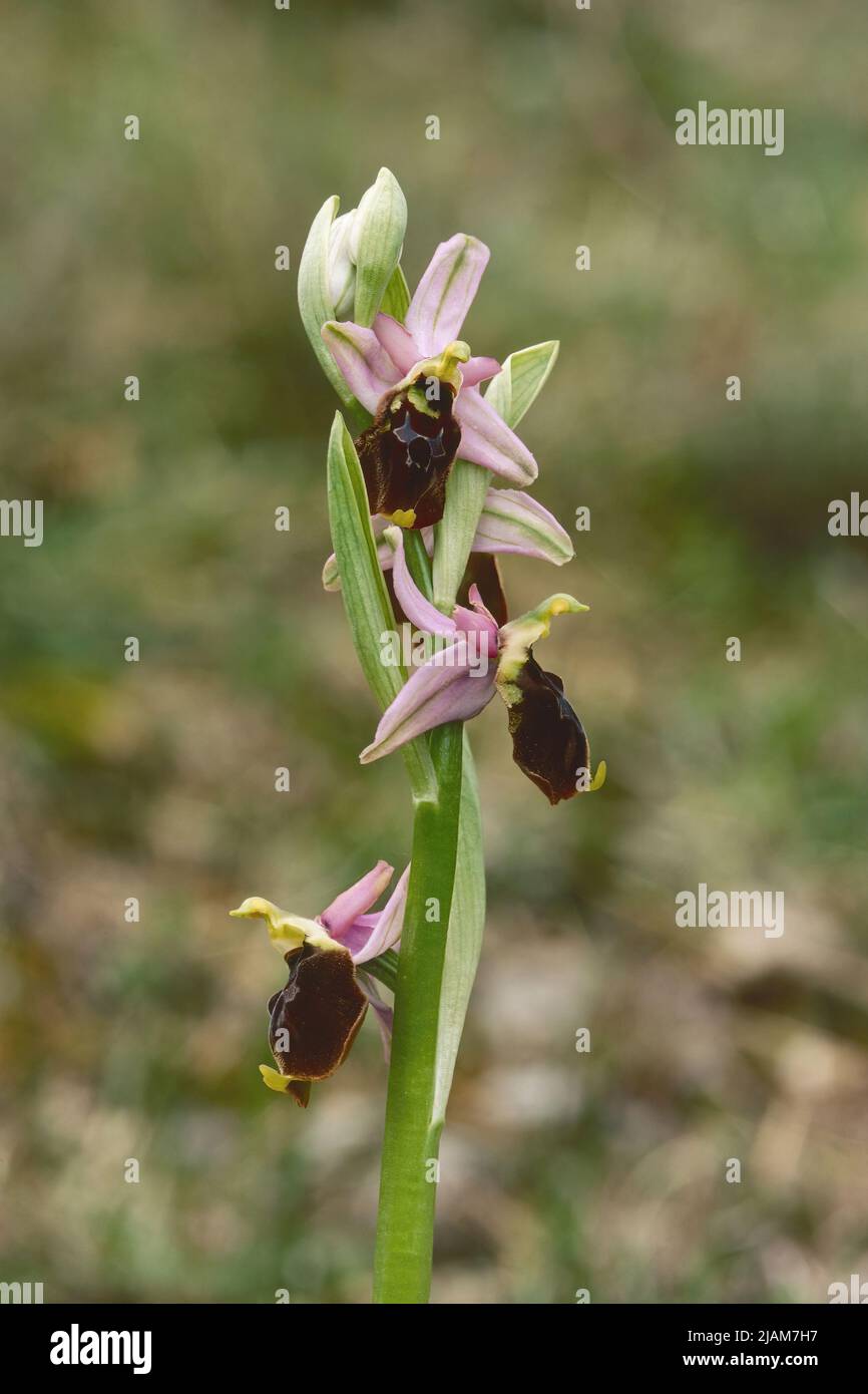 Die Bienenorchidee von Bertoloni in voller Blüte, Ophrys bertolonii, Orchidaceae Stockfoto