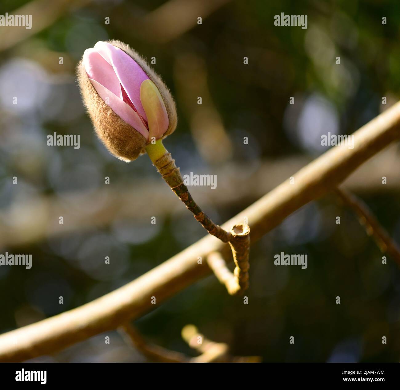 Die Knospe einer Magnolienblüte, die sich kurz vor dem Öffnen vor einem unfokussieren Hintergrund öffnet. Stockfoto