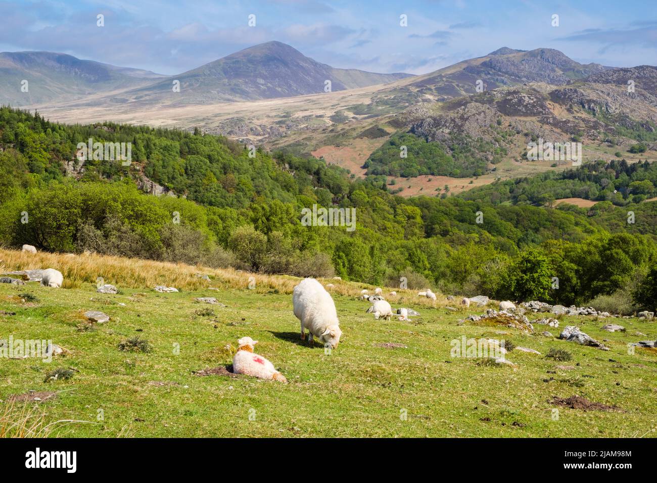 Schafe mit Lämmern grasen auf Moel Siabod Berghof mit Blick auf die Carneddau Berge über Tal in Snowdonia. Capel Curig Conwy Wales Großbritannien Stockfoto