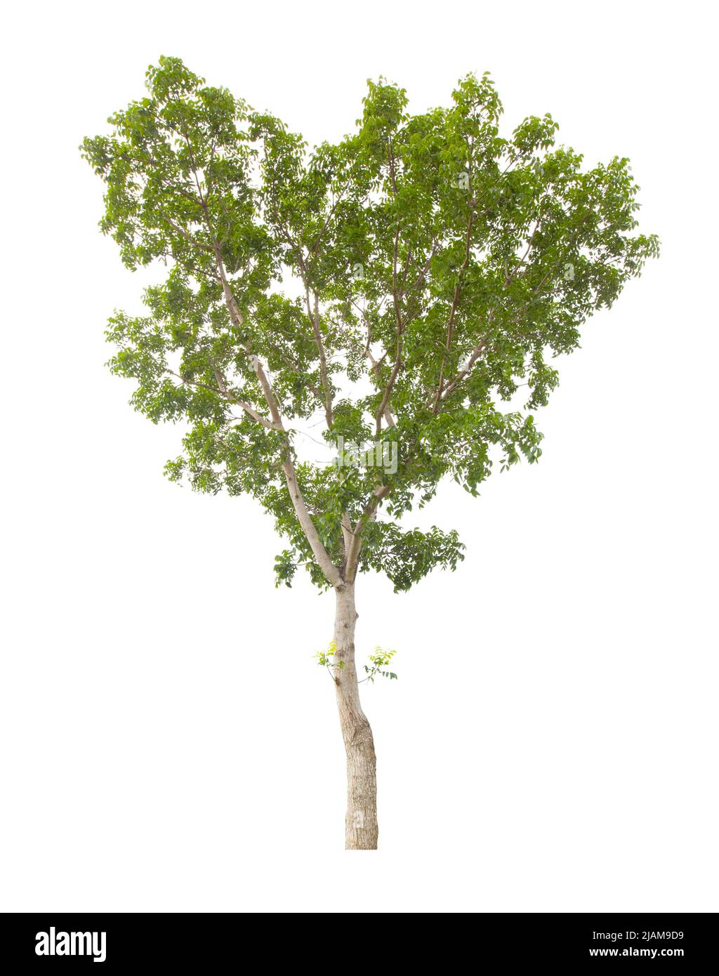 Der einzelne Baum auf weißem Hintergrund isoliert, mit Beschneidungspfad. Stockfoto