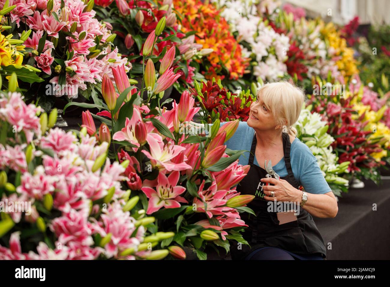 Ein Kinobetreiber neigt dazu, ihre Lilie auf der RHS Chelsea Flower Show zu zeigen. Stockfoto