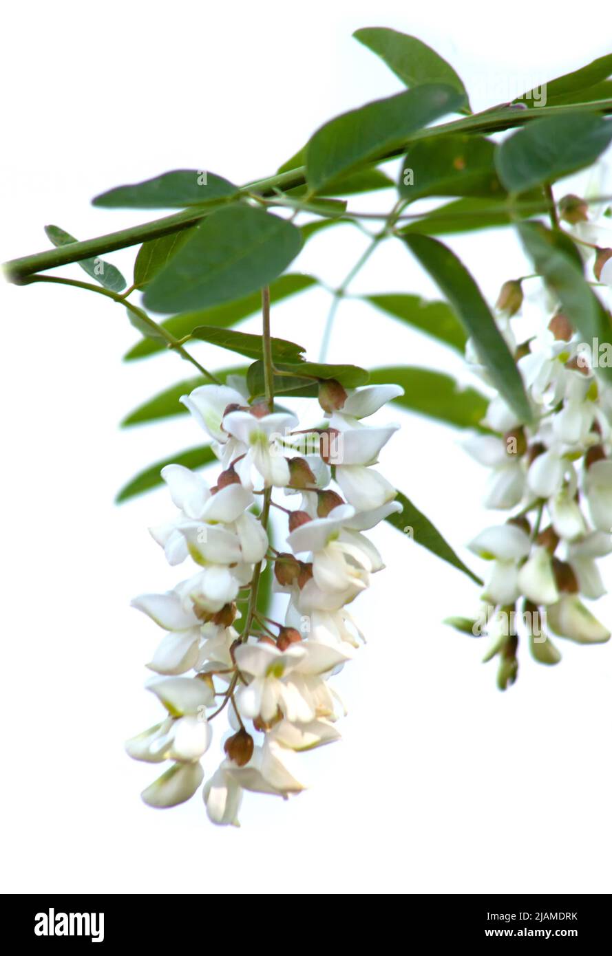 Akazienblüten mit Blättern auf isoliertem weißem Hintergrund. Honig duftende Blüten von weißer Farbe Stockfoto