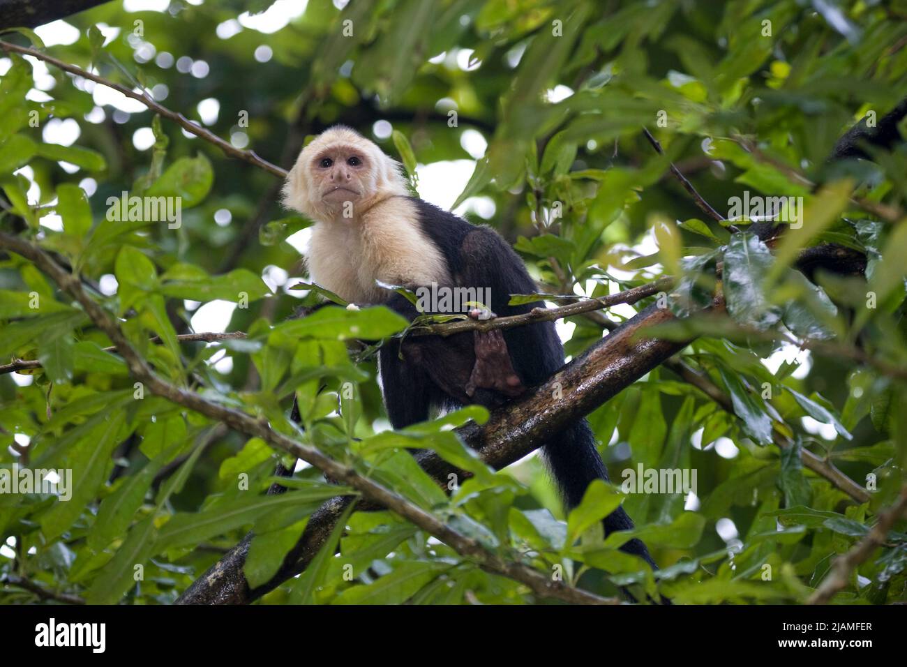 Weißkehliger Kapuziner (Cebus capucinus). Fotografiert in freier Wildbahn in Panama Stockfoto