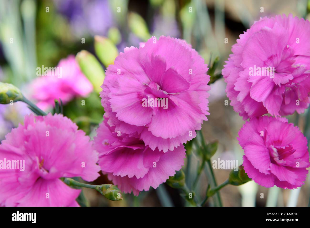 Dianthus 'Tickled Pink' ('Devon PP 11') (Scent First Series), eine kompakte, aufrecht stehende immergrüne Staude mit duftenden Blüten Stockfoto