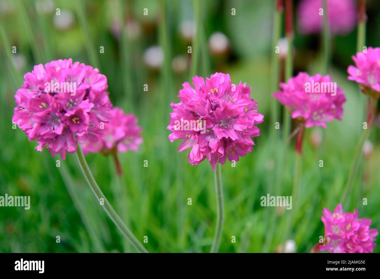 Thrift, Sea Thrift oder Sea Pink (Armeria maritima), eine kompakte, klumpenbildende, immergrüne Staude mit dichten Blüten in leuchtendem Rosa Stockfoto