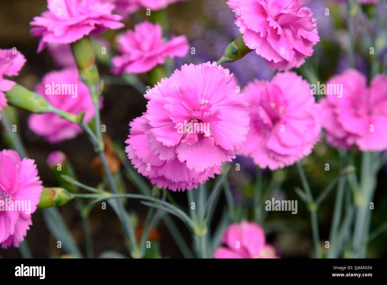 Dianthus 'Tickled Pink' ('Devon PP 11') (Scent First Series), eine kompakte, aufrecht stehende immergrüne Staude mit duftenden Blüten Stockfoto