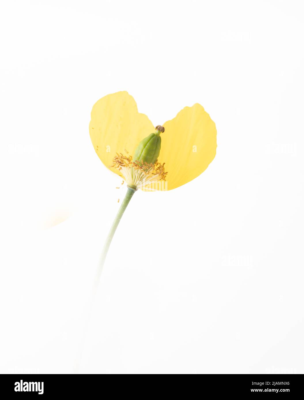 Gelber Mohn mit Hi-Key-Beleuchtung, privates Studio in Leicester, England, Großbritannien Stockfoto