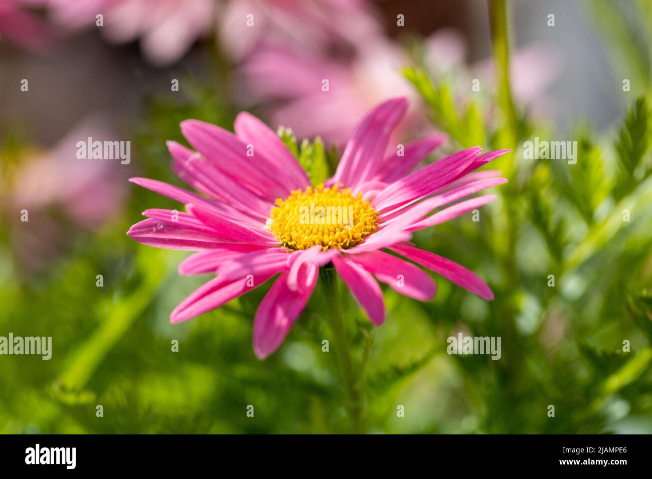 Tanacetum coccineum Laurin rosa Gänseblümchen wie Blume Stockfoto