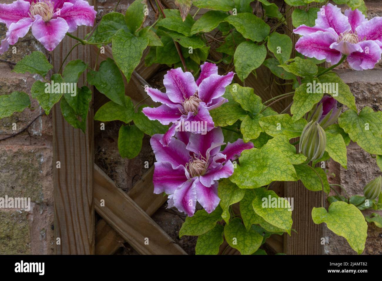 Clematis Kilian Donahue klettert auf ein Gitter an einer Hauswand. Stockfoto