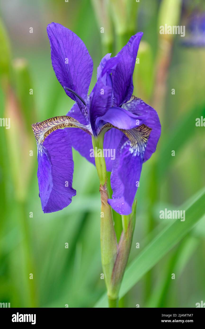 Iris „Caesars Bruder“, Sibirische Iris „Caesars Bruder“ Stockfoto