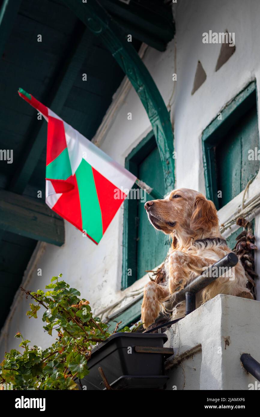 Der Patriot-Hund, der mit der Flagge des Baskenlandes, der Ikurrina, auf dem Balkon in einem ländlichen Haus nach hinten guckt Stockfoto
