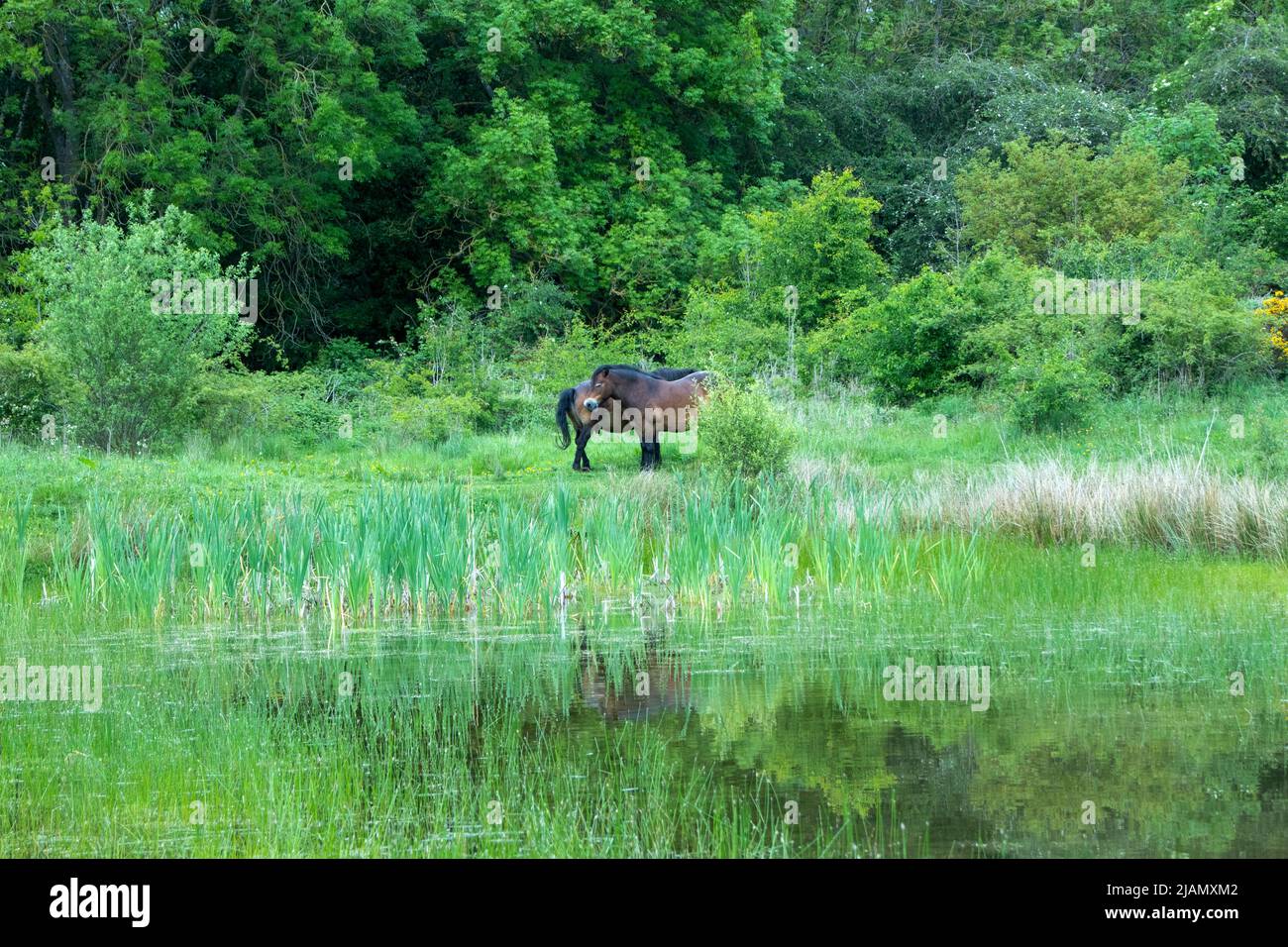 Im späten Frühjahr stehen Exmoor Ponys am Teich zusammen Stockfoto